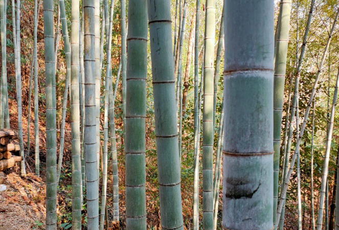 Ningguo Kuntai Bamboo and Wood Co.,Ltd.