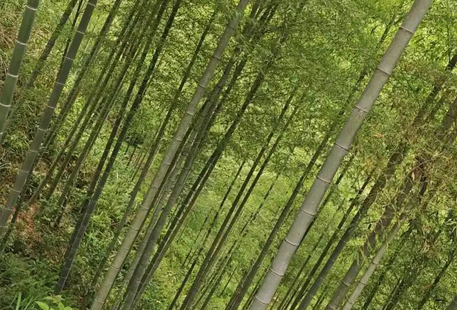 Ningguo Kuntai Bamboo and Wood Co.,Ltd.